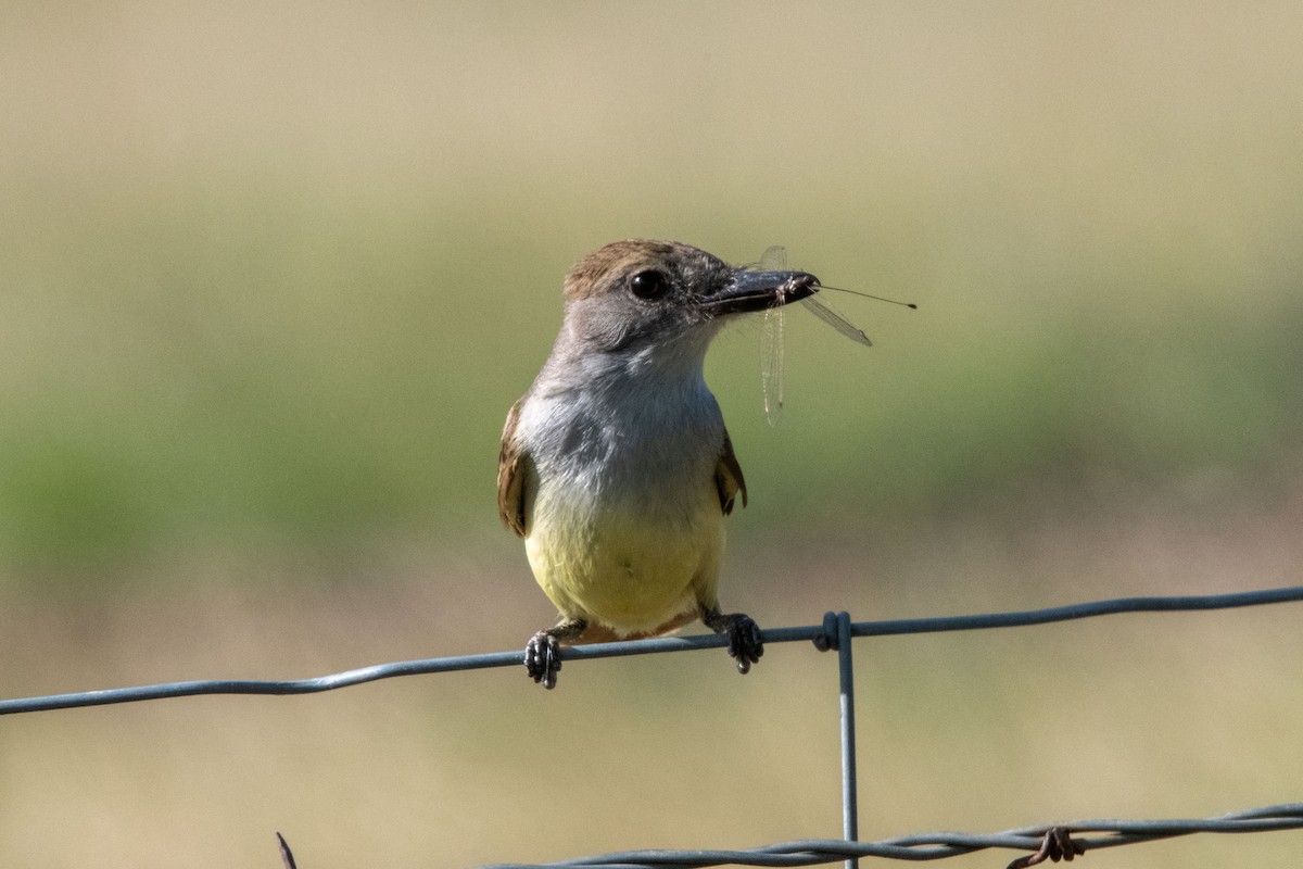 Brown-crested Flycatcher - ML637125389