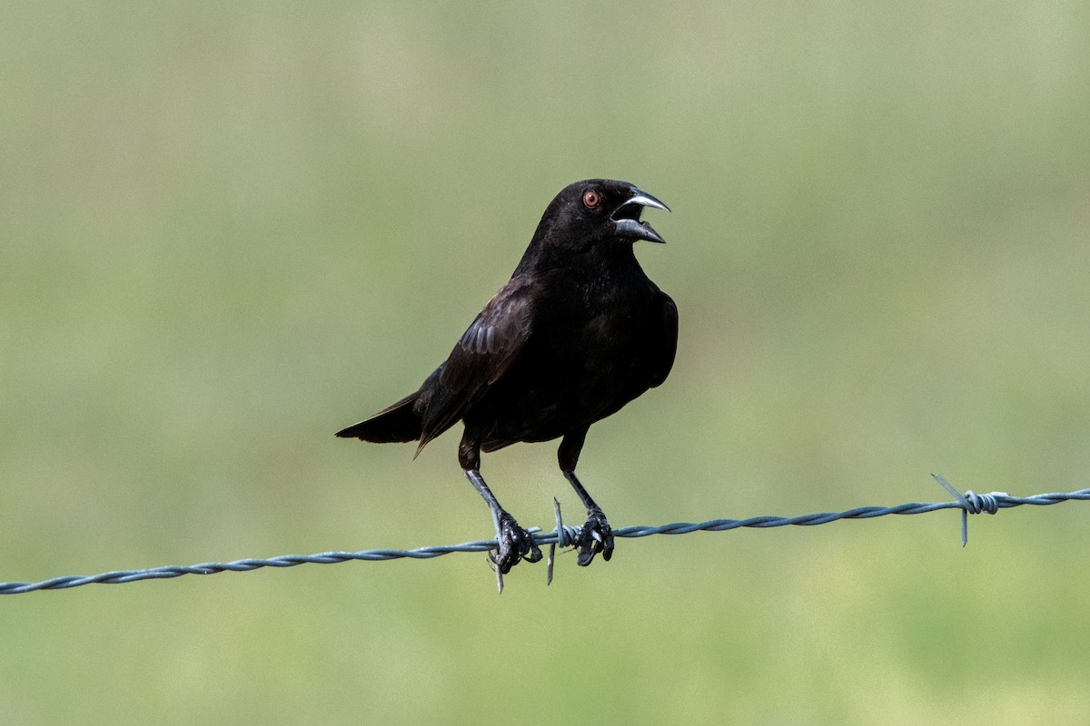 Bronzed Cowbird - ML637125402