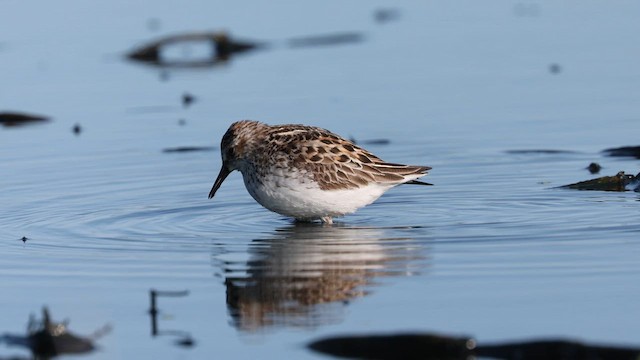Sandstrandläufer - ML637125422