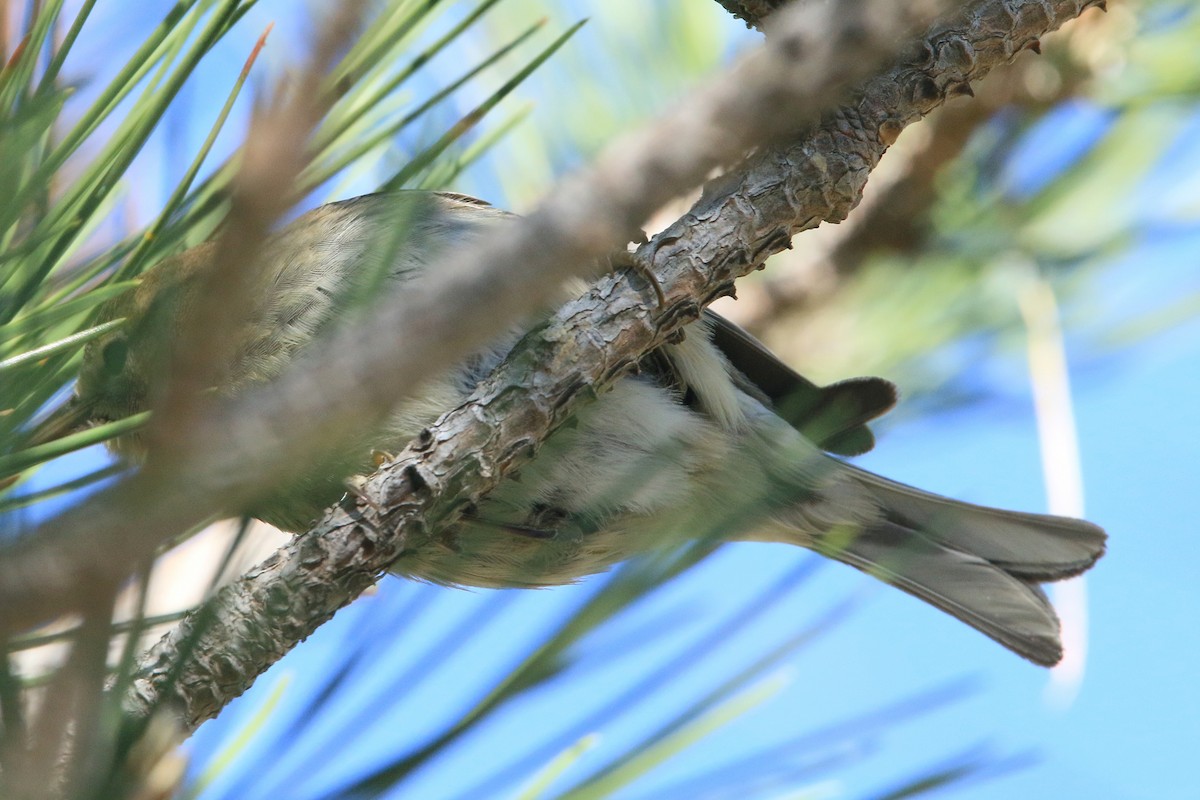 Pine Warbler - ML637125429