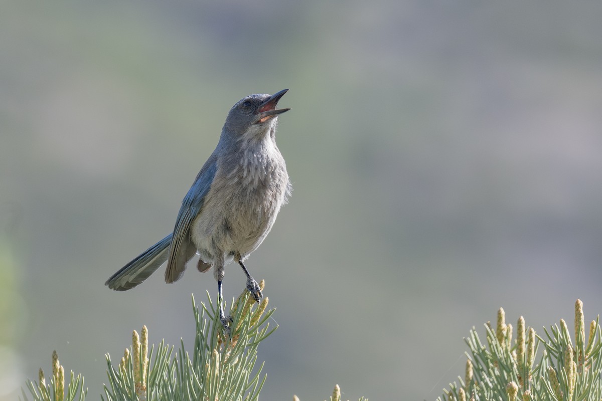 Woodhouse's Scrub-Jay - ML637125743
