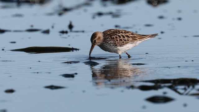 Weißbürzel-Strandläufer - ML637125902