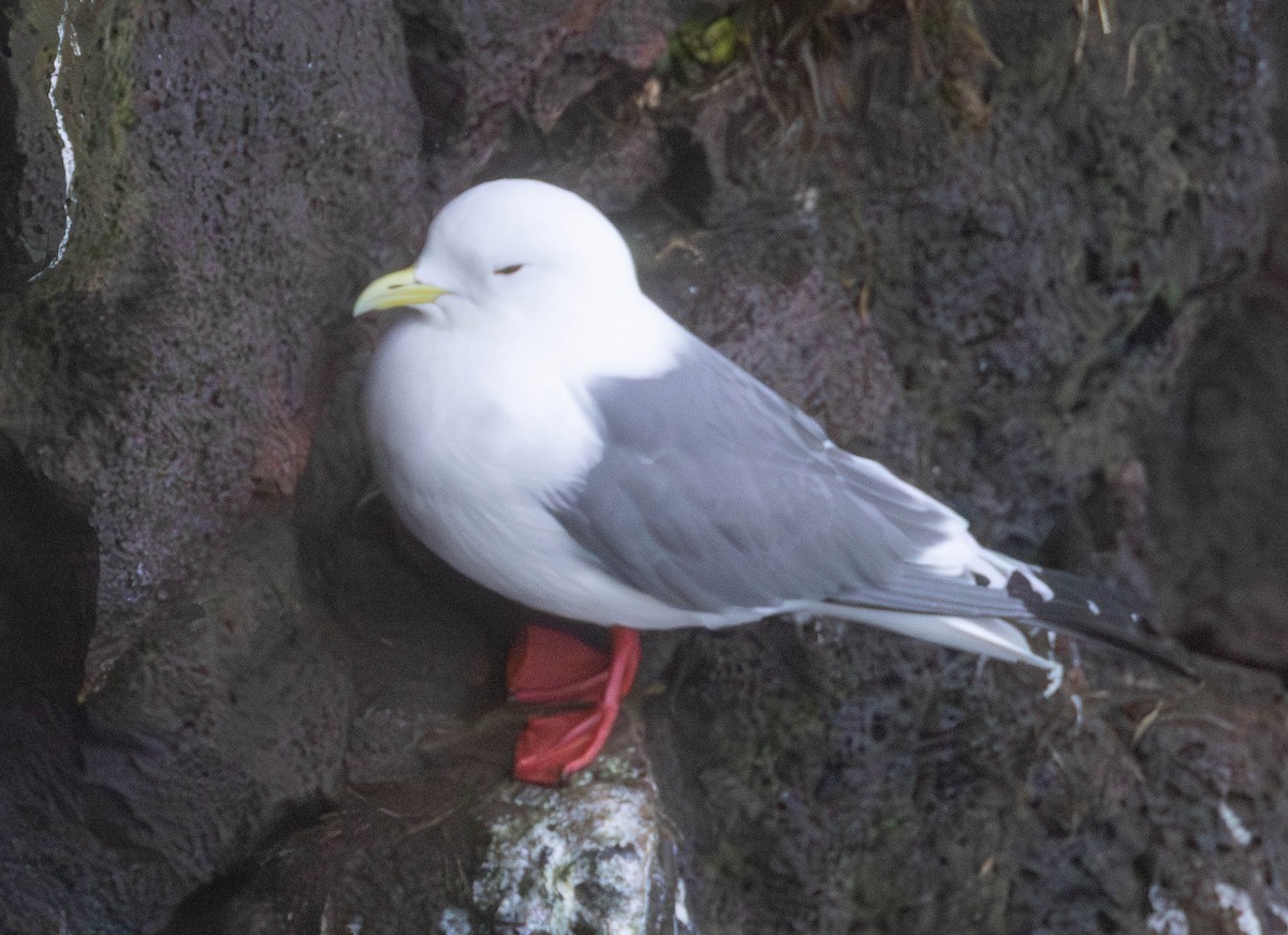 Red-legged Kittiwake - ML637125910