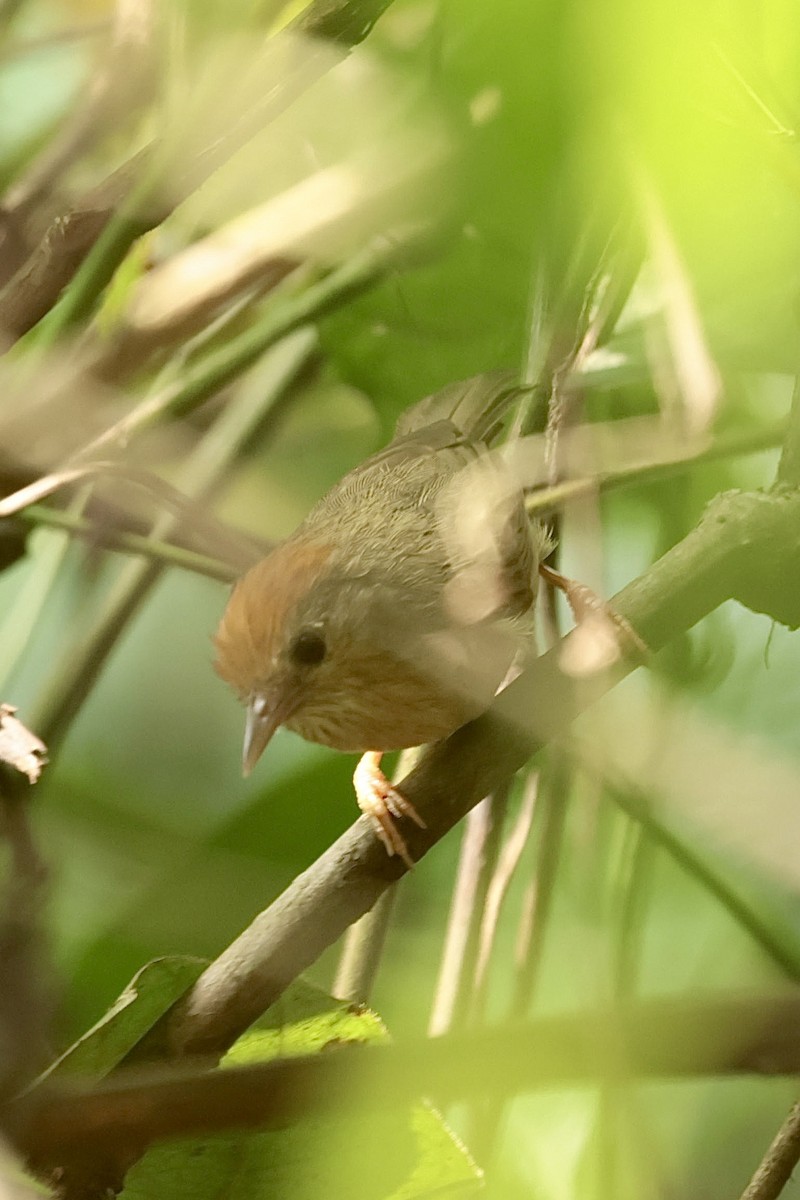 Rufous-fronted Babbler - ML637125987