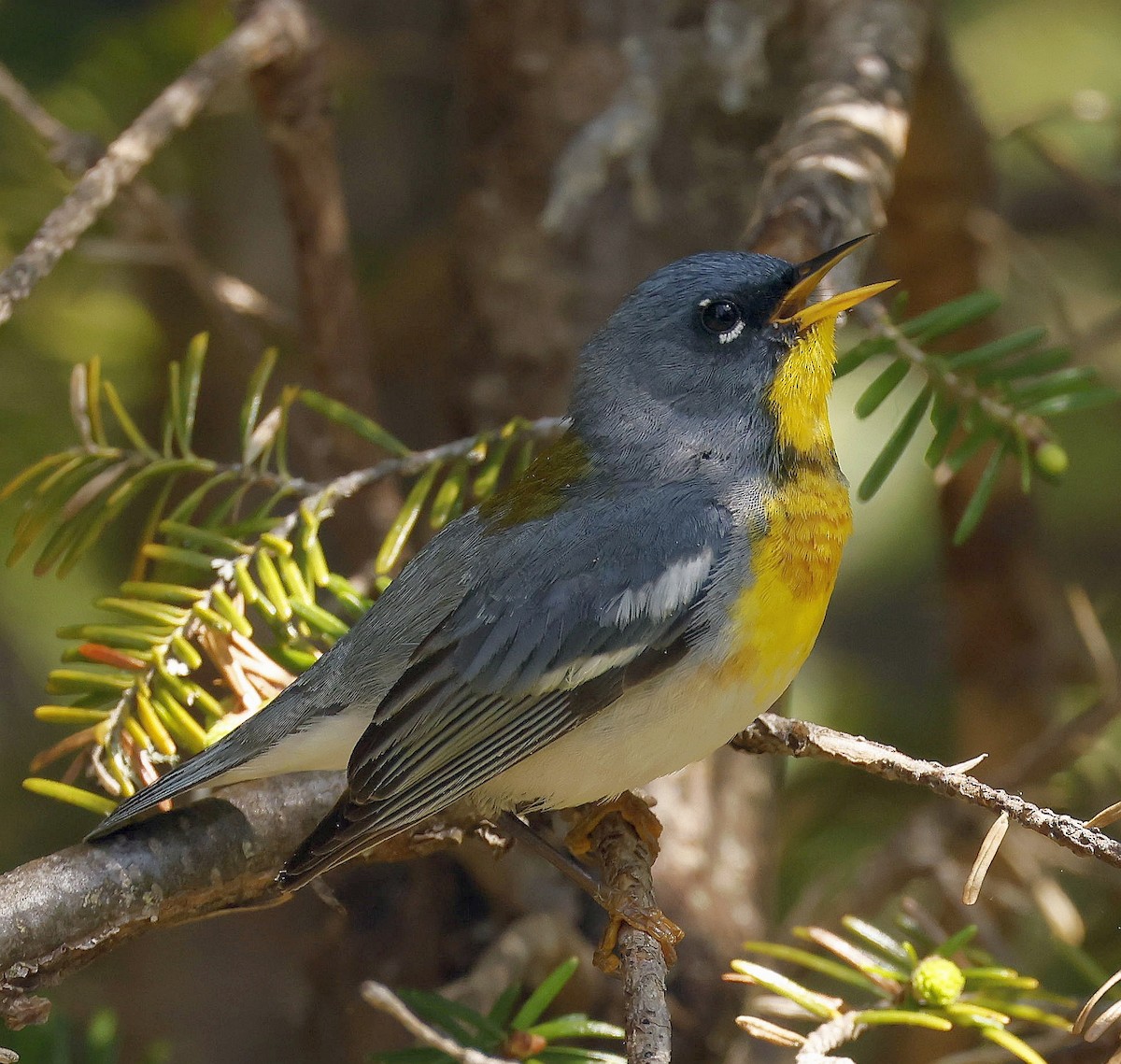 Kuzeyli Parula - ML637125988
