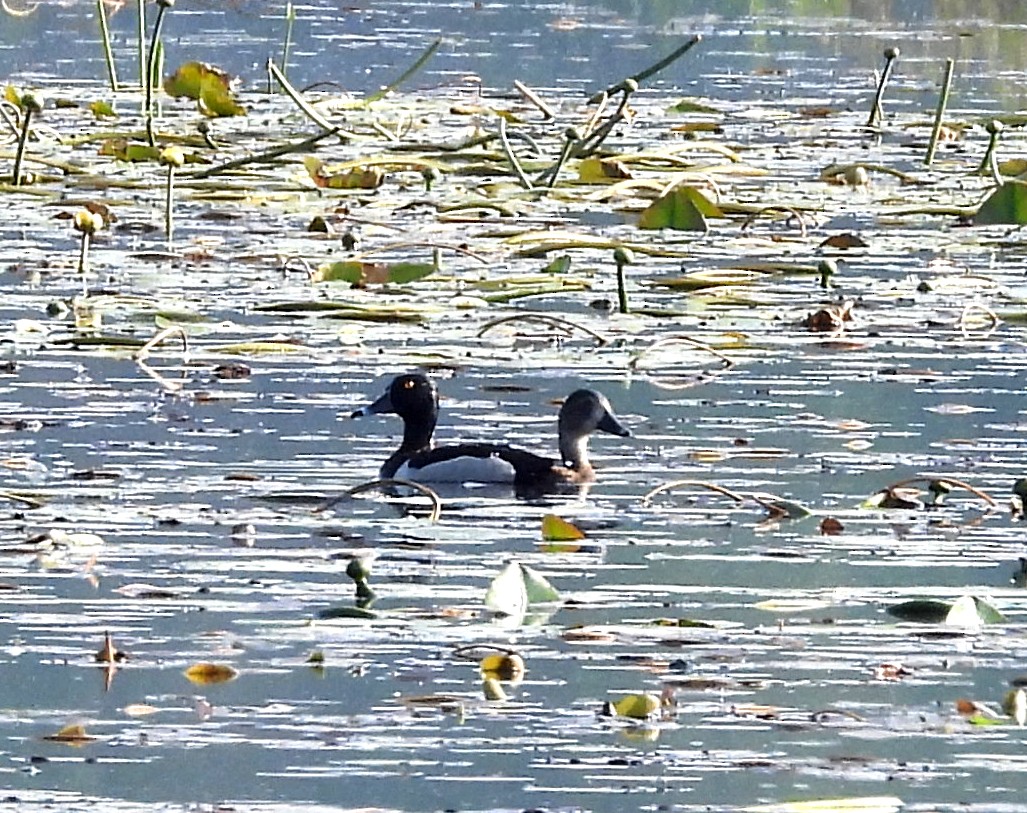 Ring-necked Duck - ML637126028
