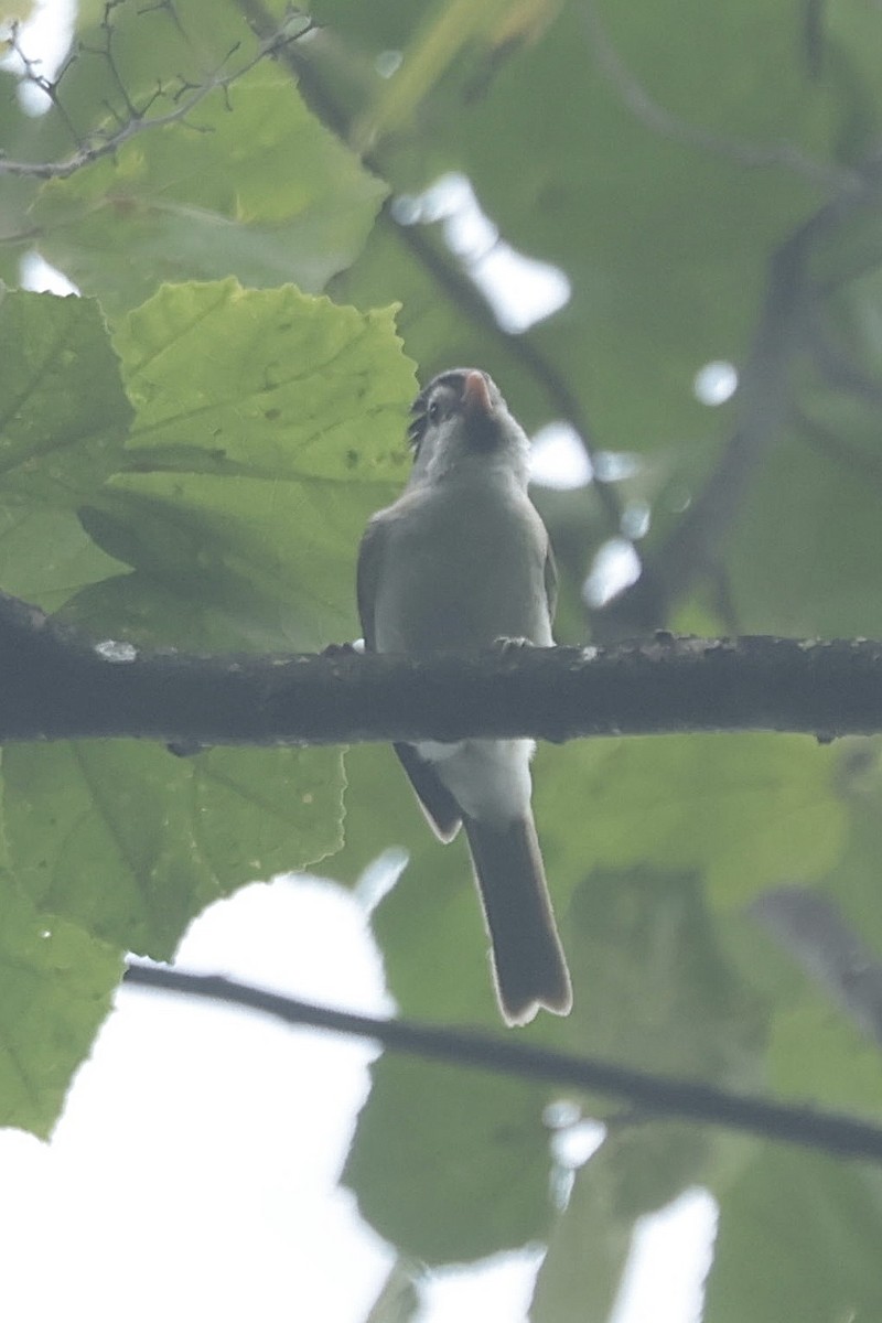 Gray-headed Parrotbill - ML637126046