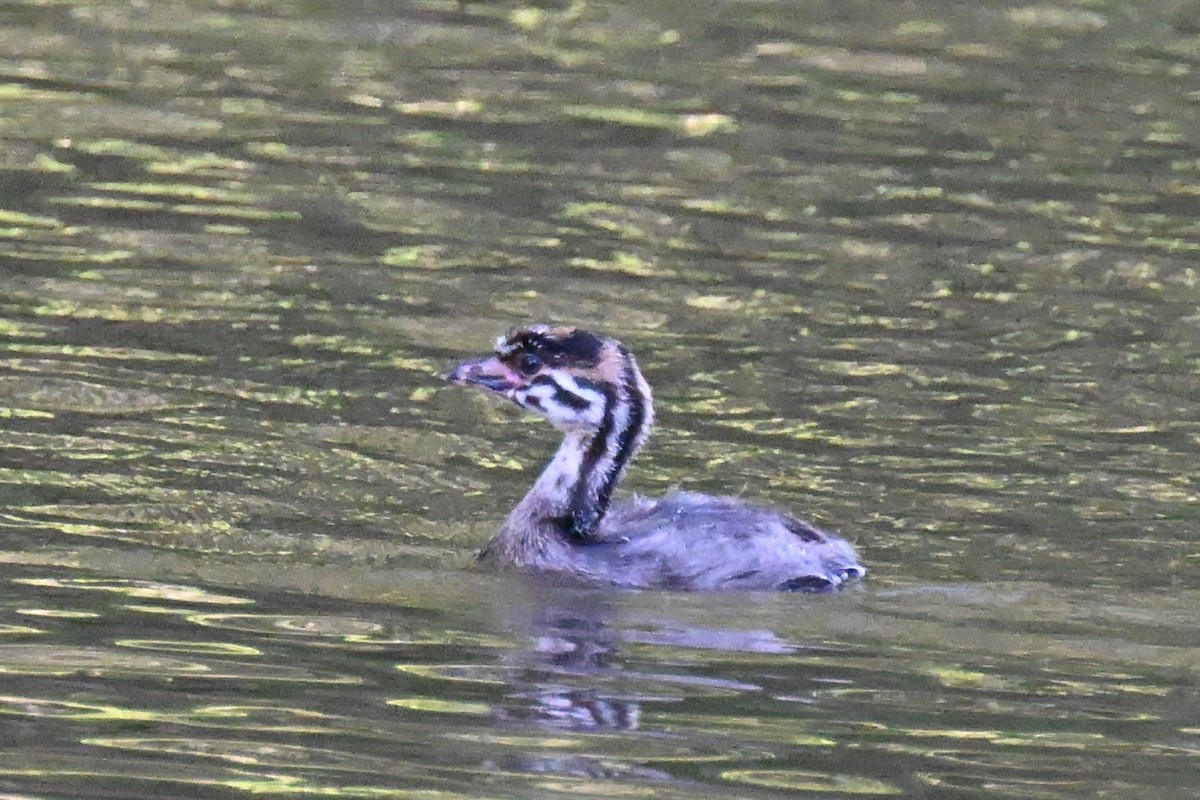 Pied-billed Grebe - ML637126203
