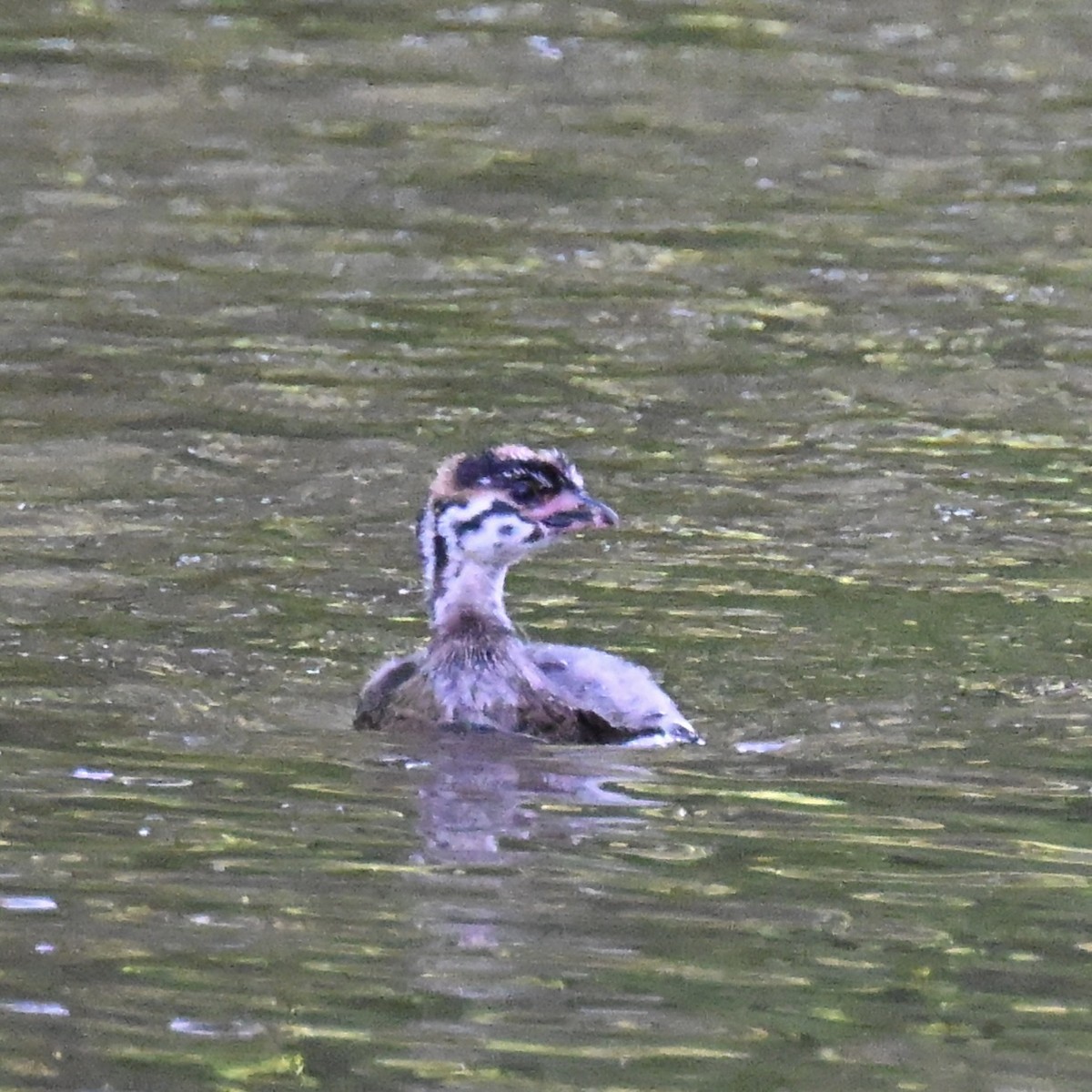 Pied-billed Grebe - ML637126234