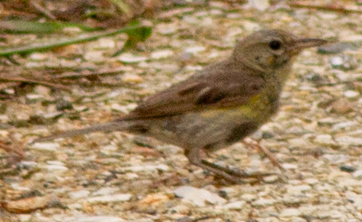 Kiefernwaldsänger - ML637126252
