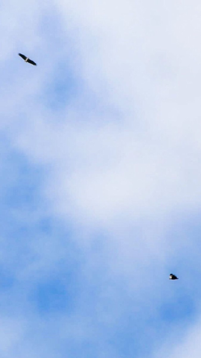 Chaco Eagle - ML637126257