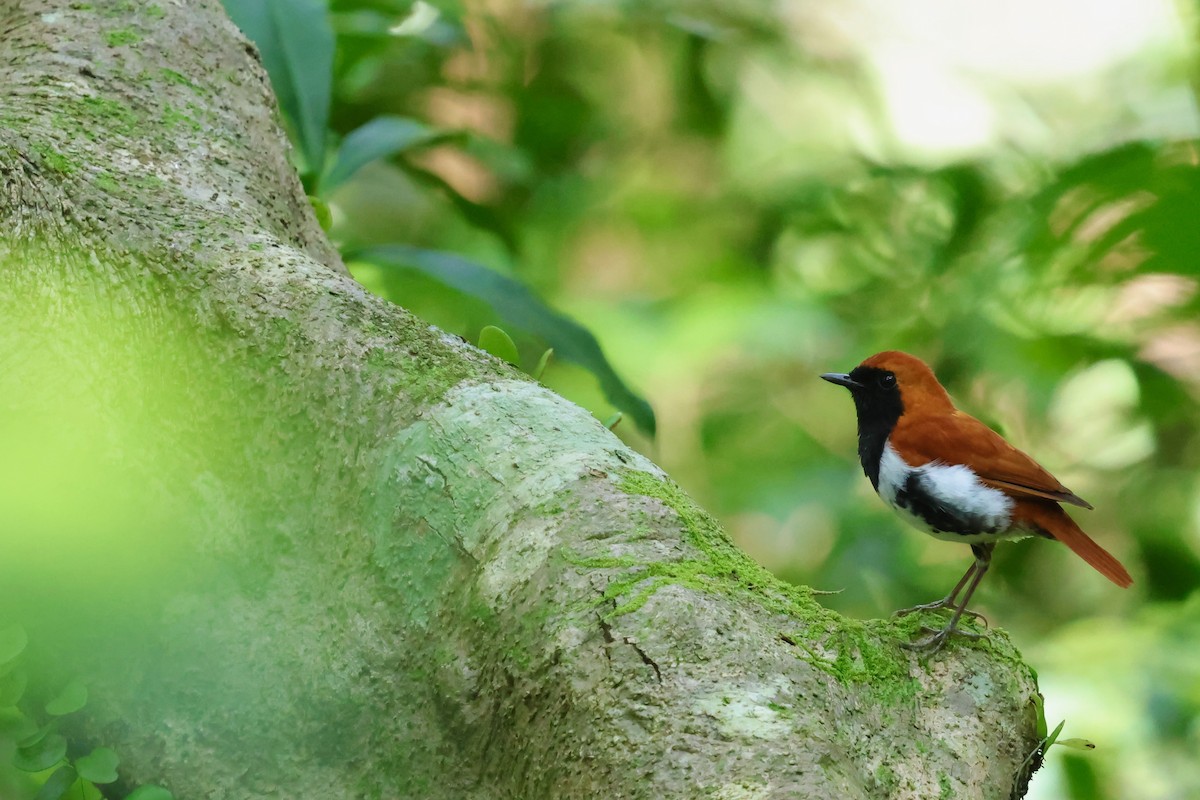 Ryukyu Robin - ML637126280