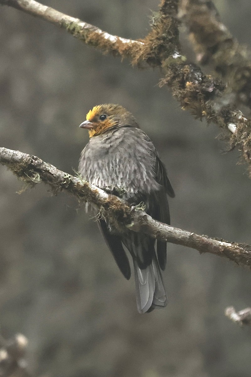 Yellow-rumped Honeyguide - ML637126282