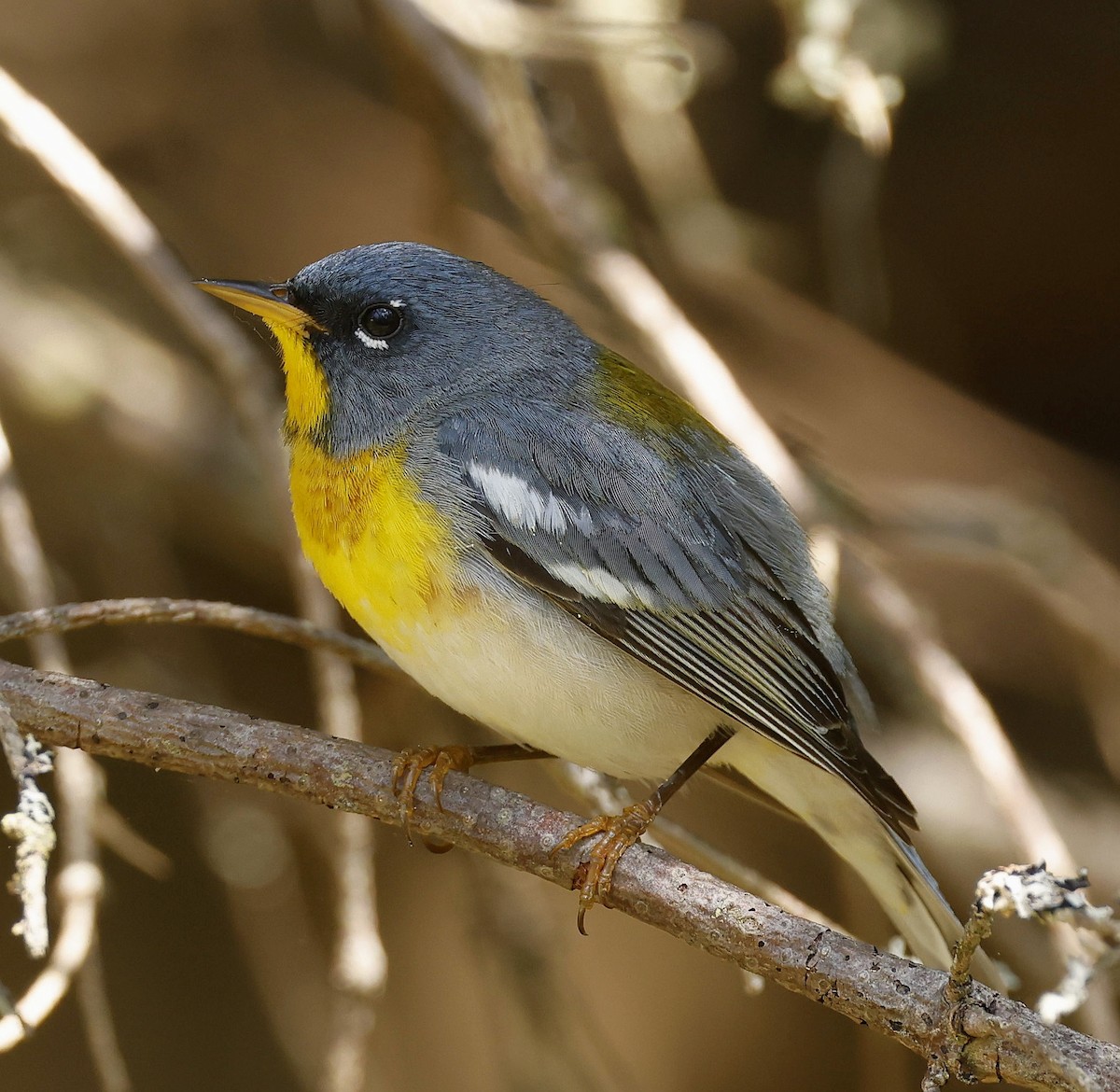 Kuzeyli Parula - ML637126372