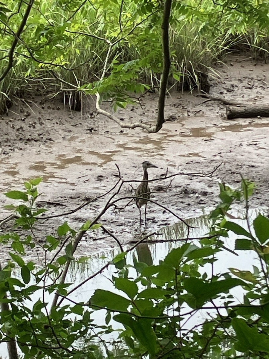 Yellow-crowned Night Heron - ML637126417