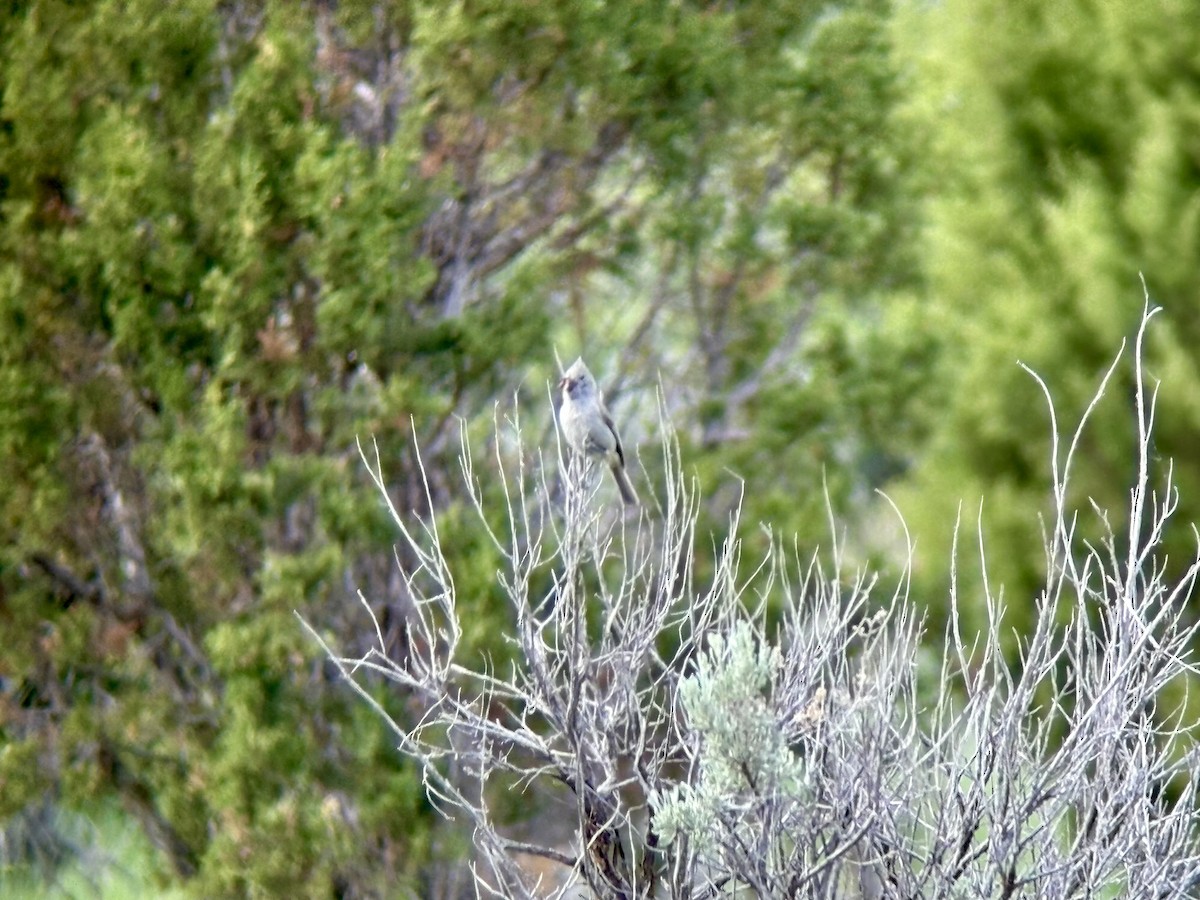Juniper Titmouse - ML637126435