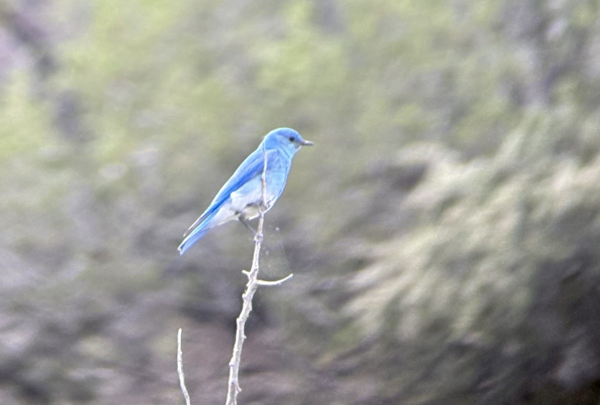 Mountain Bluebird - ML637126443
