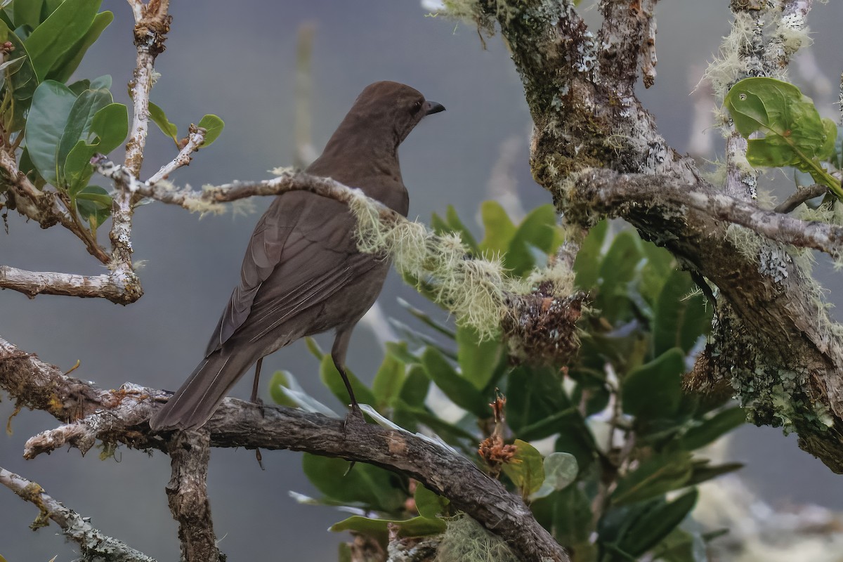 Mountain Thrush - ML637126509