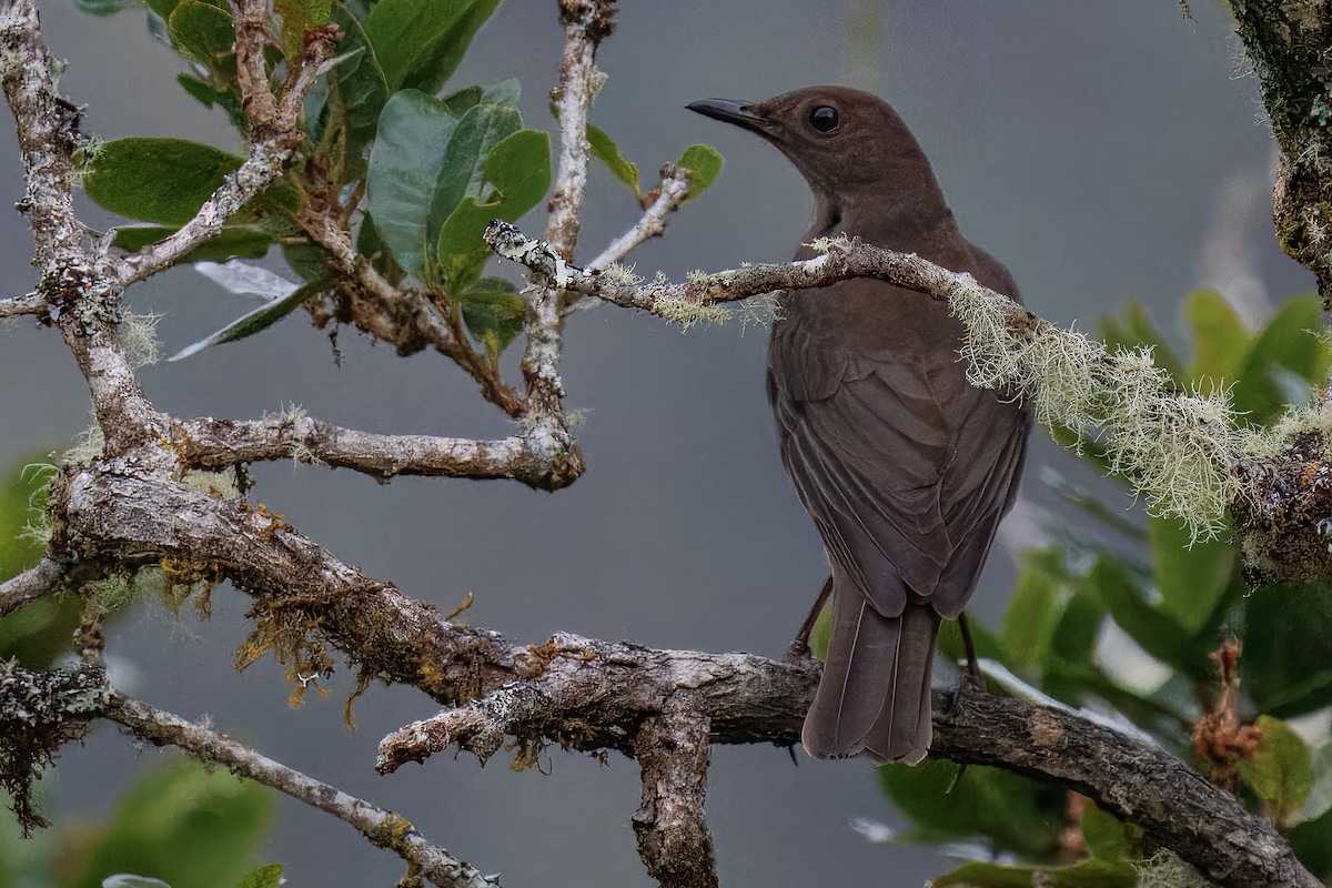 Mountain Thrush - ML637126510