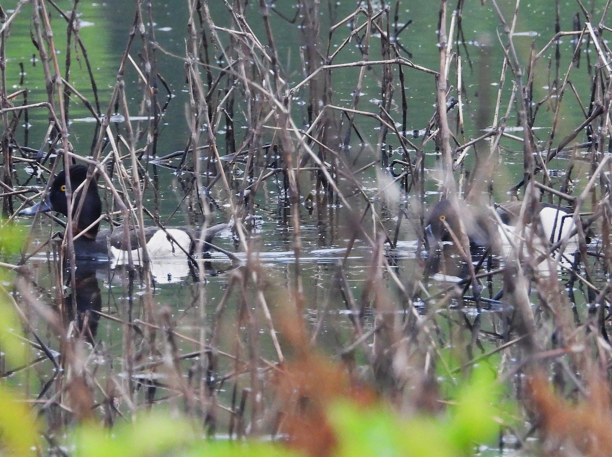 Ring-necked Duck - ML637126523