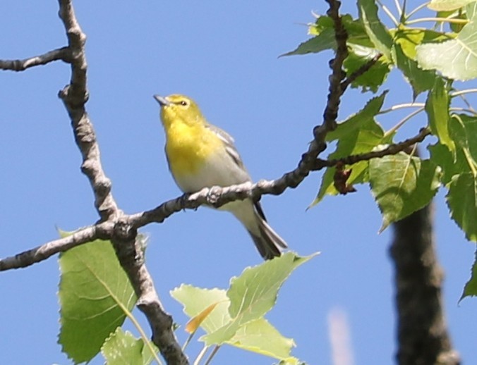 Yellow-throated Vireo - ML637126569