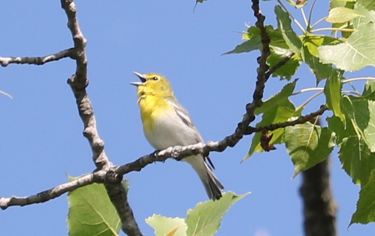 Yellow-throated Vireo - ML637126576