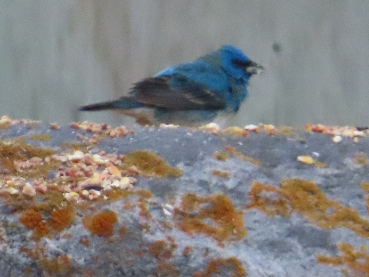 Lazuli x Indigo Bunting (hybrid) - ML637126588