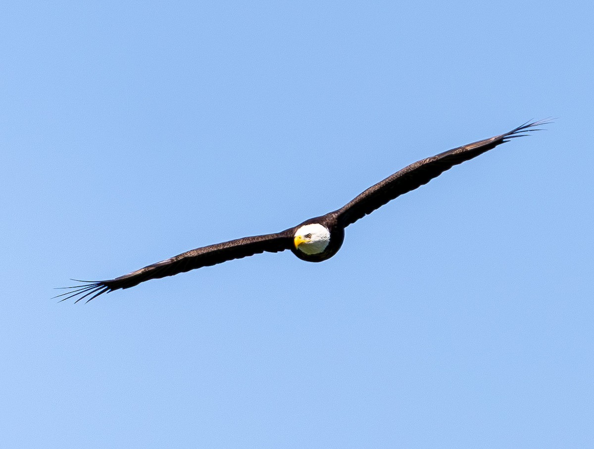 Bald Eagle - ML637126590
