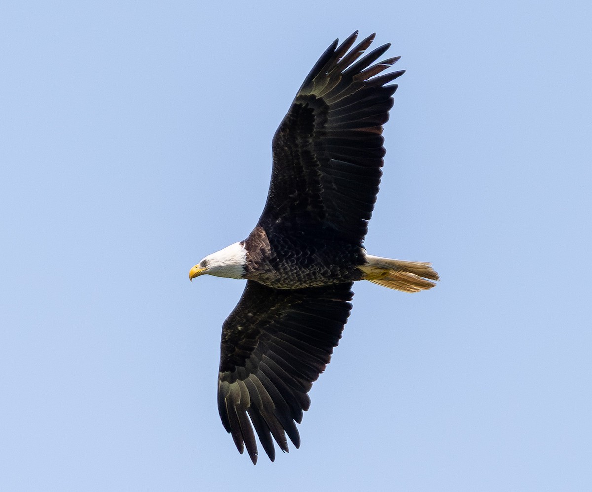 Bald Eagle - ML637126592