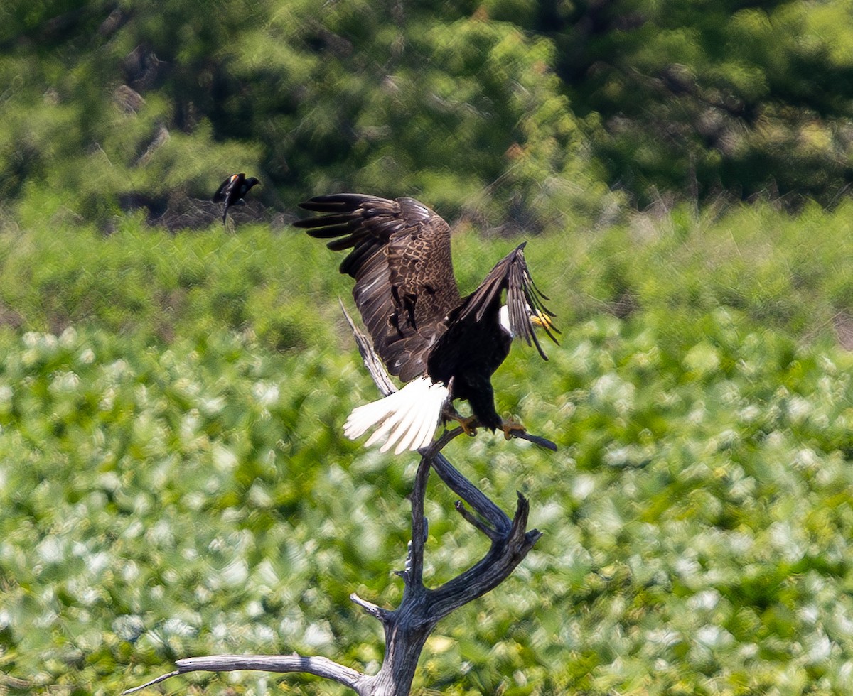 Bald Eagle - ML637126594