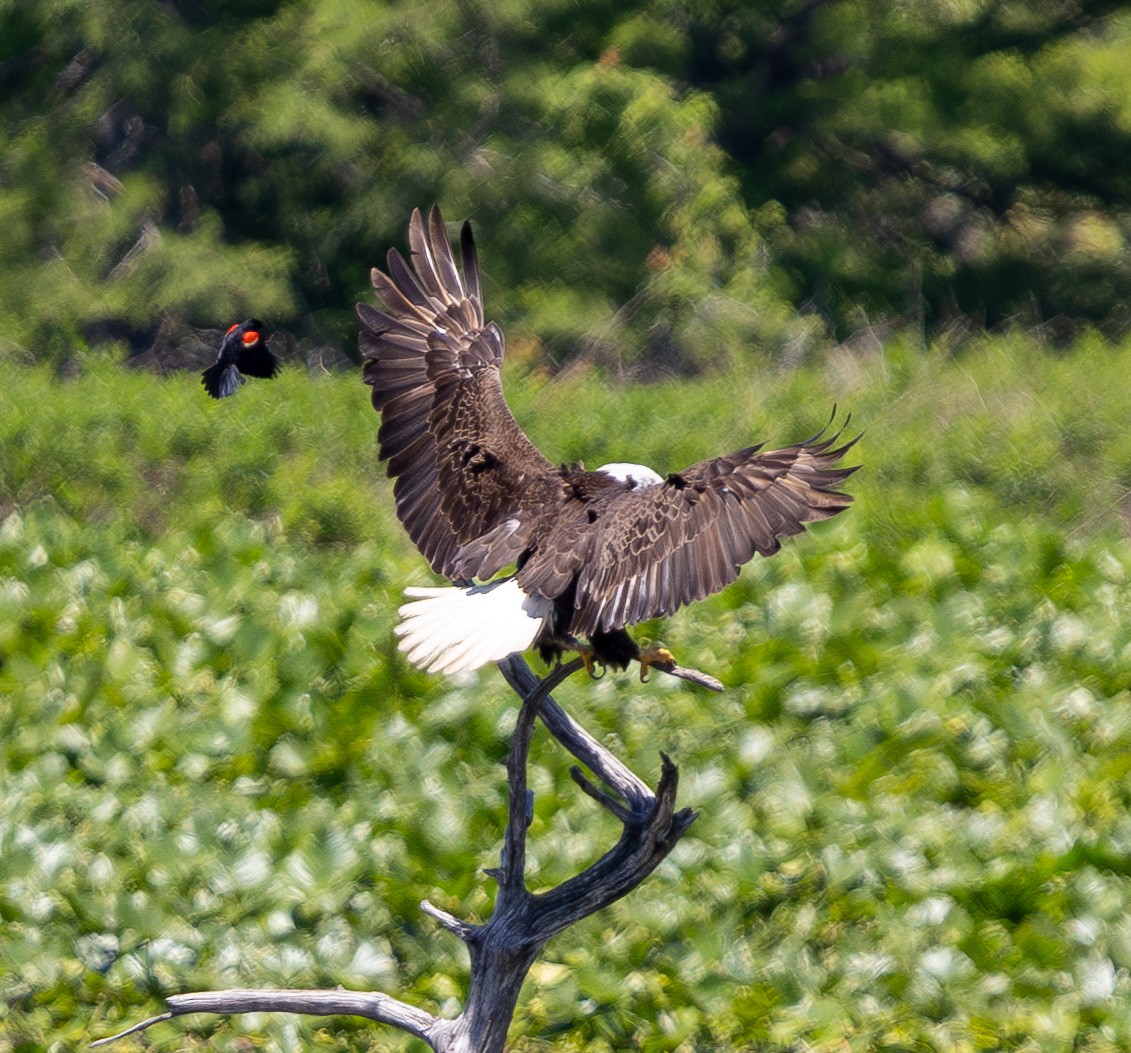 Bald Eagle - ML637126595