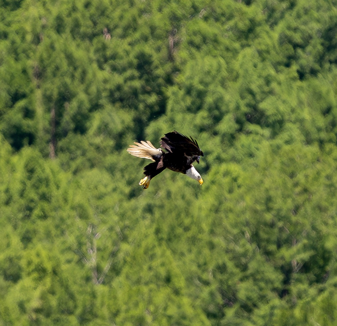 Bald Eagle - ML637126597