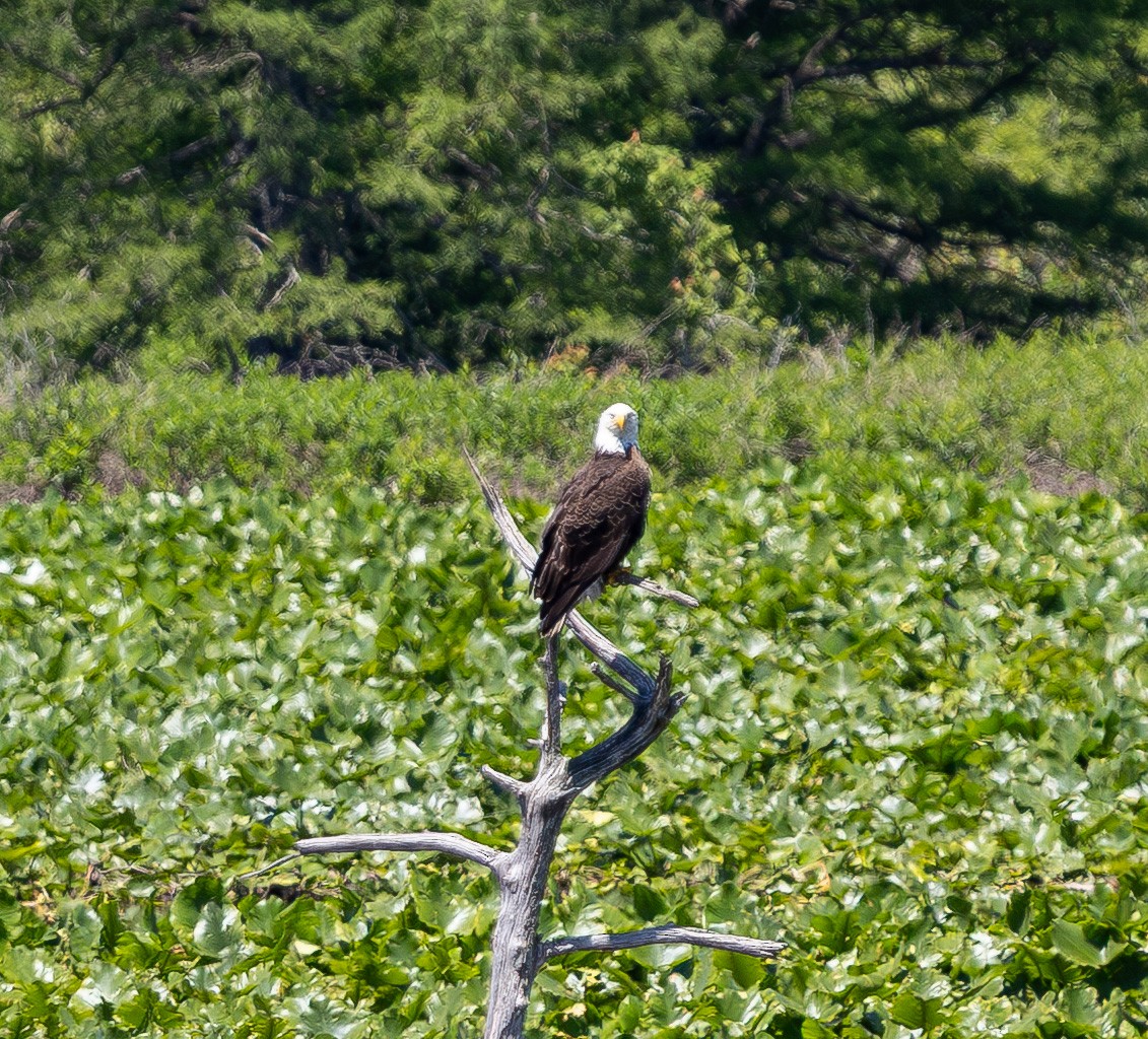 Bald Eagle - ML637126600