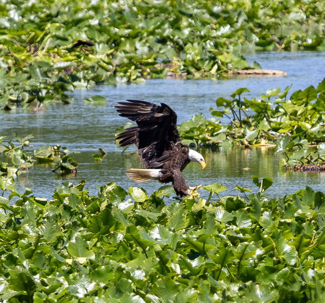 Bald Eagle - ML637126601
