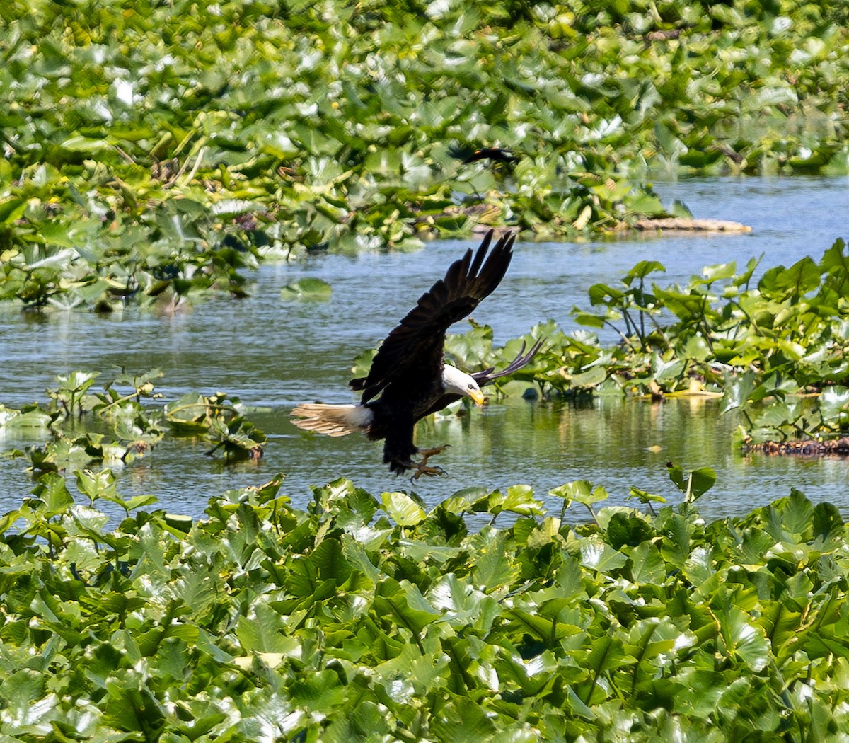 Bald Eagle - ML637126602