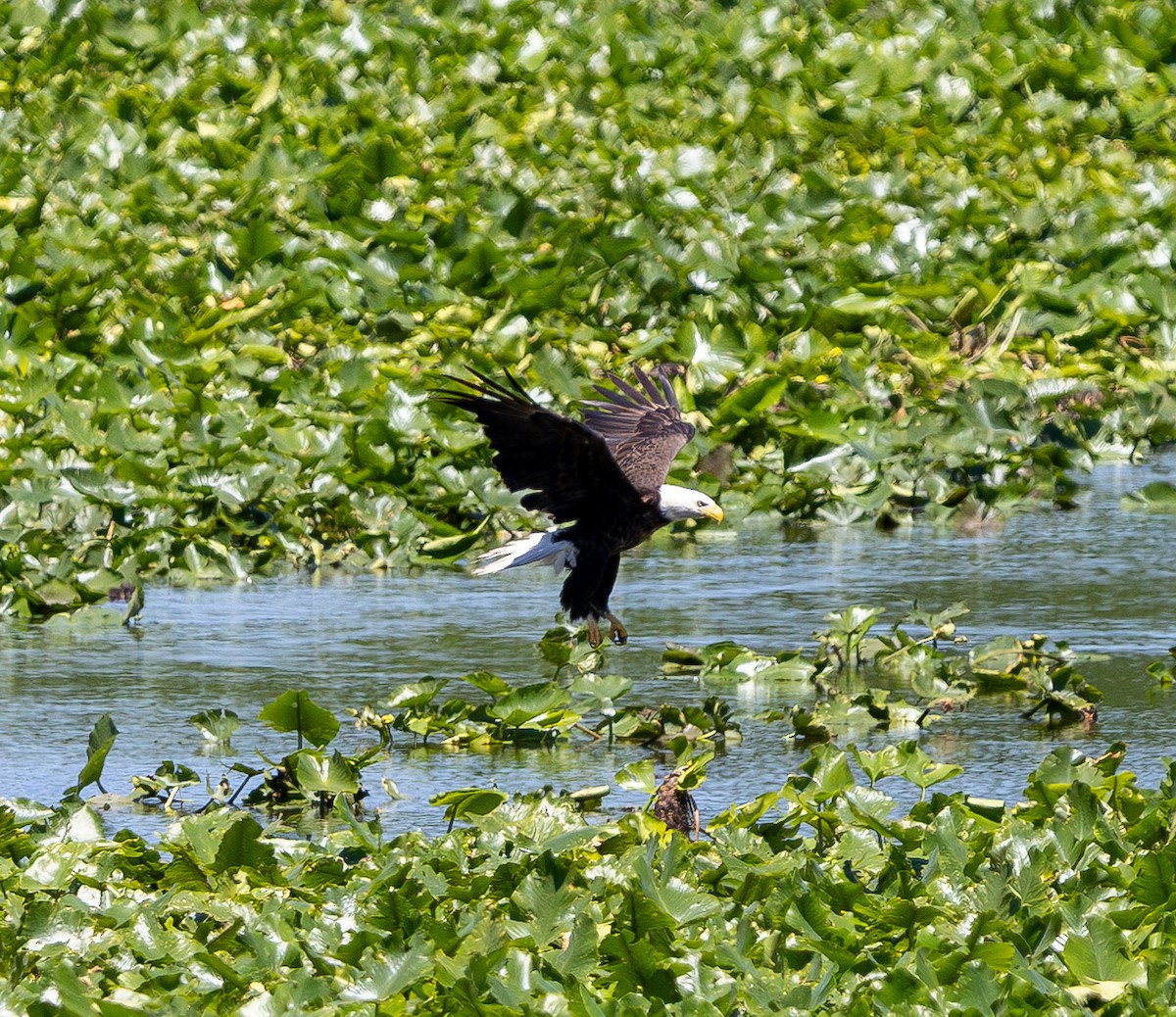 Bald Eagle - ML637126603