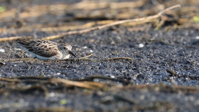 Sandstrandläufer - ML637126613