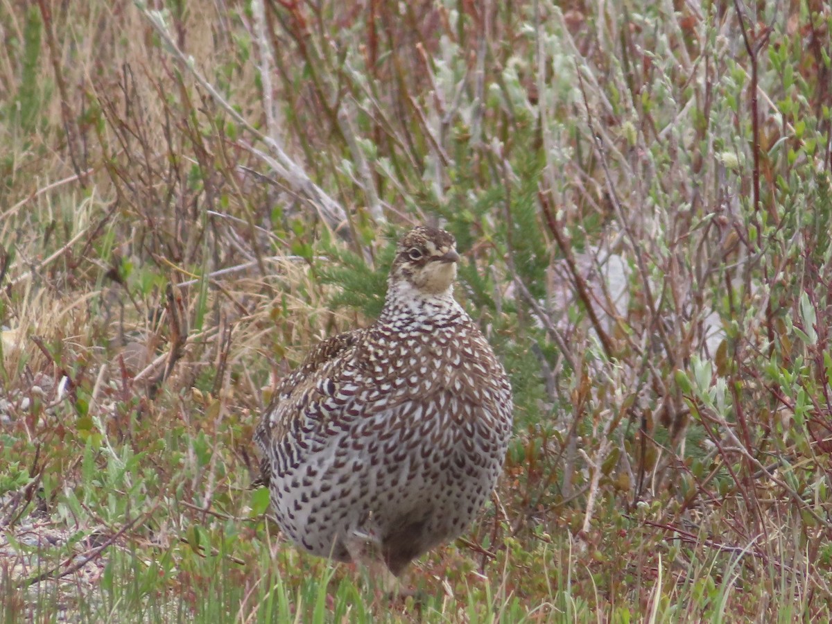 Sharp-tailed Grouse - ML637126637