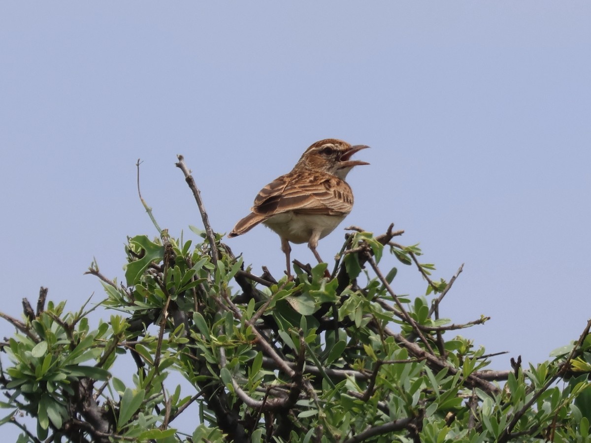 Fawn-colored Lark (Foxy) - ML637126640