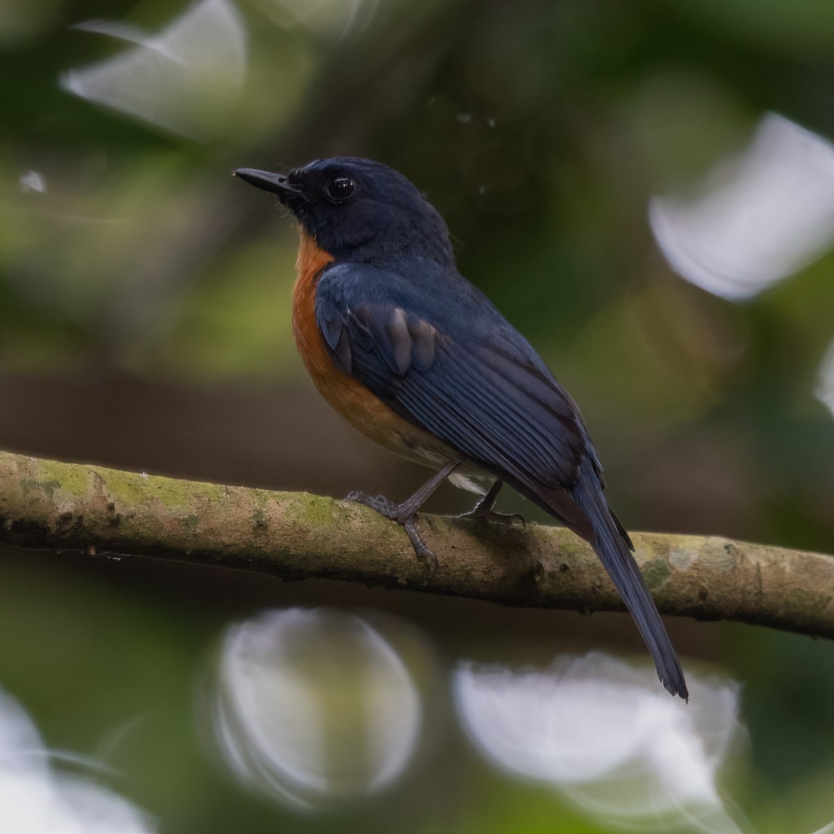 Mangrove Blue Flycatcher - ML637126708