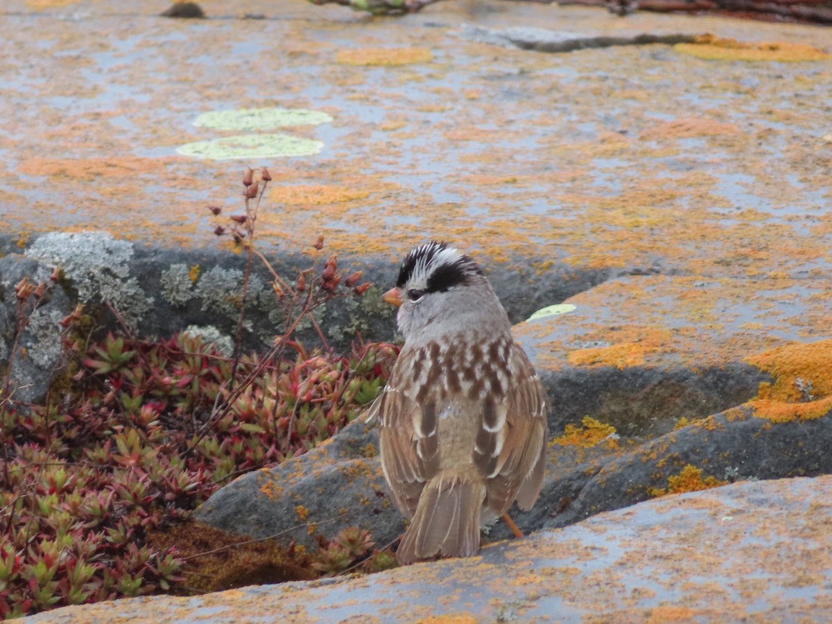 White-crowned Sparrow - ML637126786