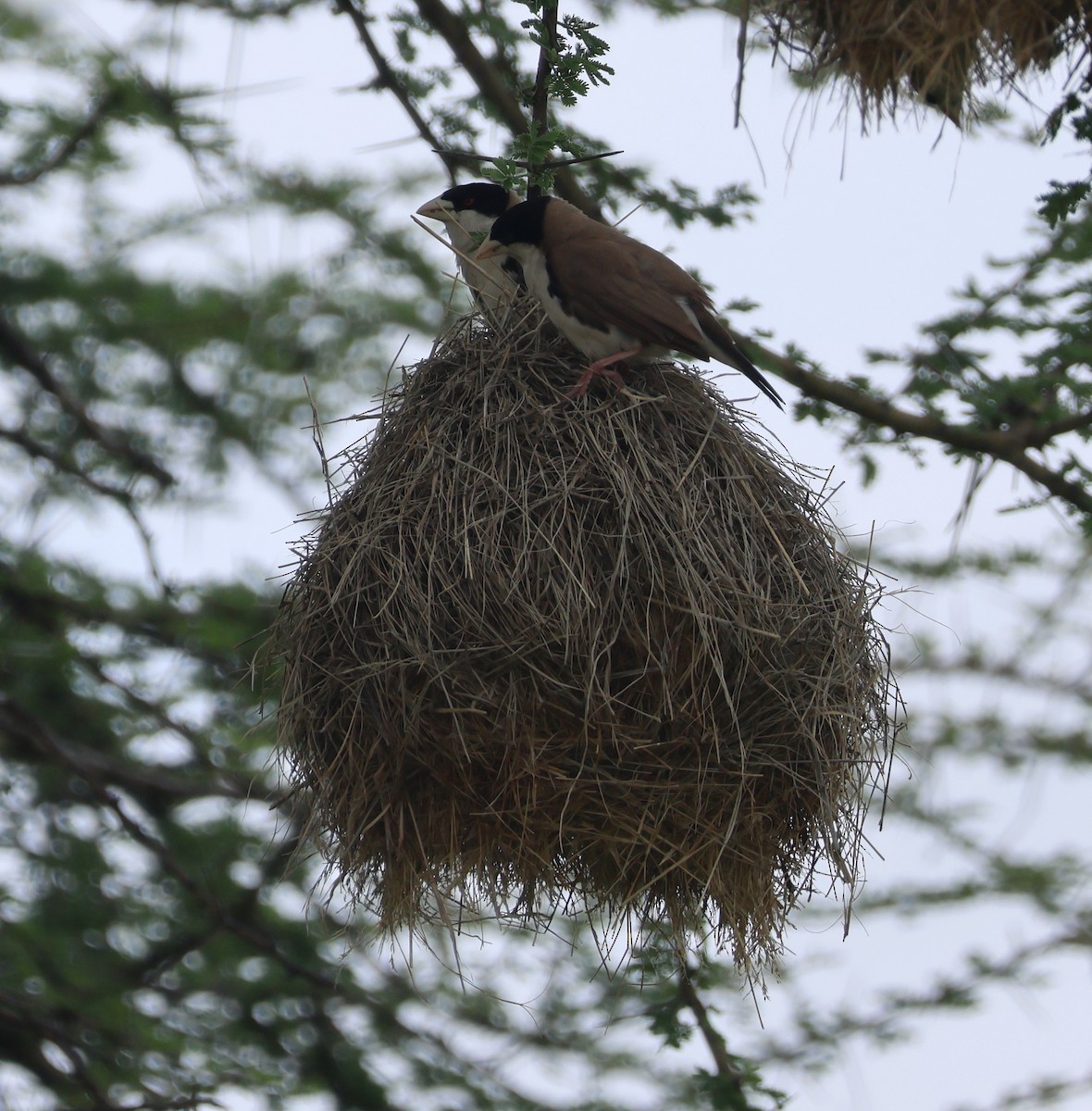 Black-capped Social-Weaver - ML637126822