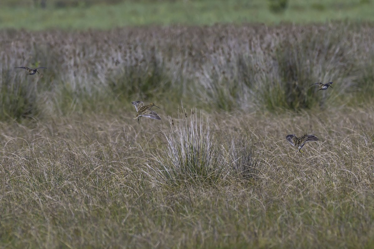 Magellanic Snipe - ML637126827