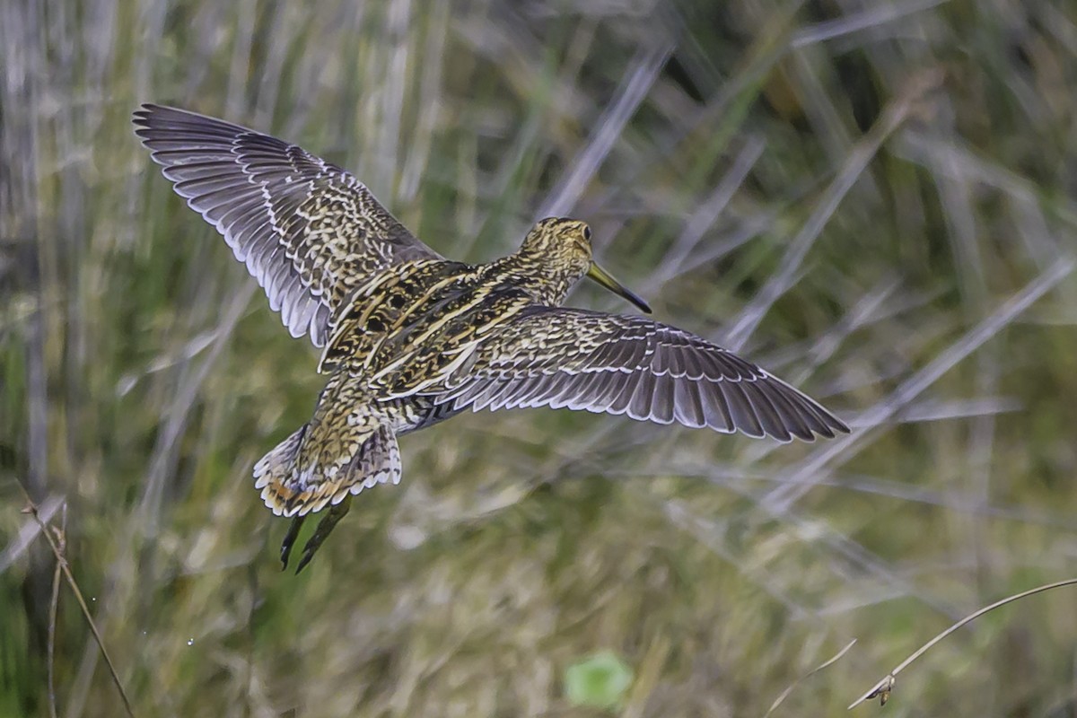 Magellanic Snipe - ML637126833