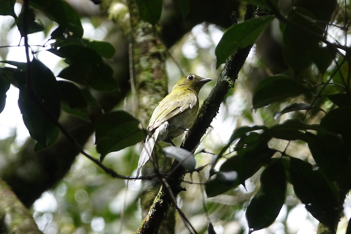 Gray-tailed Piha - ML637126839