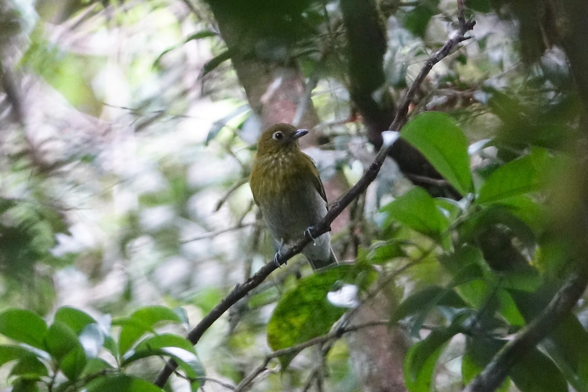 Gray-tailed Piha - ML637126840