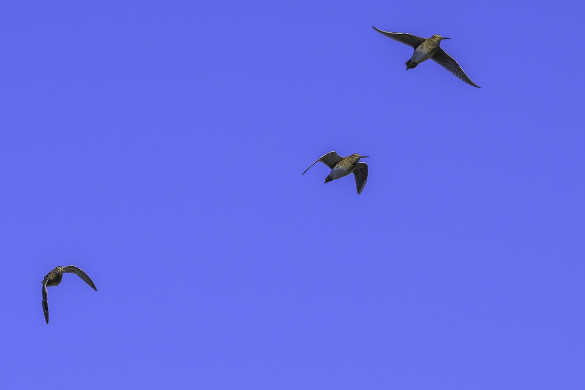 Magellanic Snipe - ML637126841