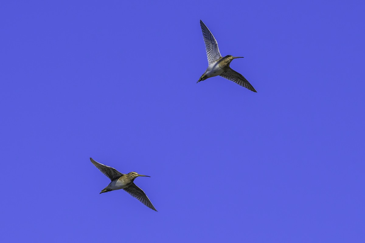 Magellanic Snipe - ML637126843