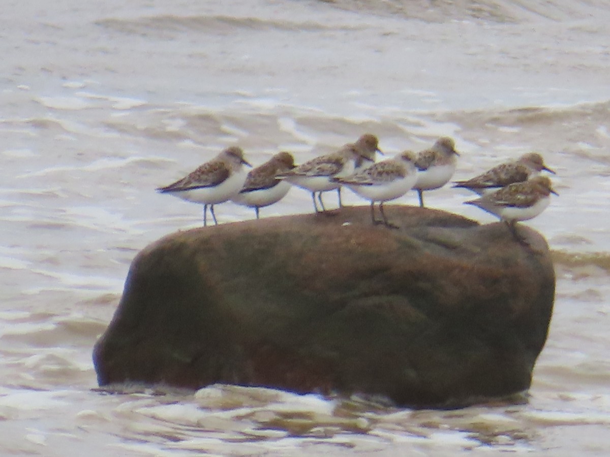 Piovanello tridattilo - ML637126848