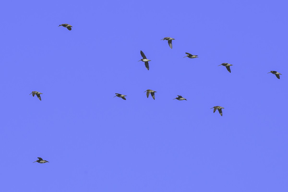 Magellanic Snipe - ML637126849